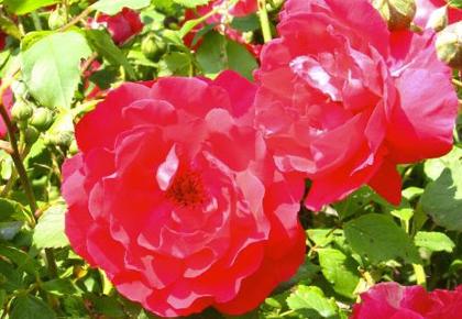 Roses Blooming Near Wasco, California